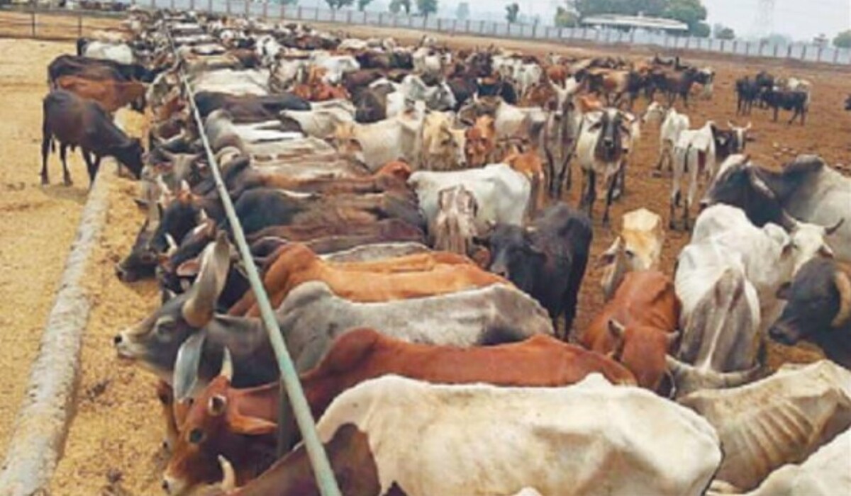 Read more about the article Sonipat News: नए तंबू से खाने के कारण गायों की स्वास्थ्य खराब, 15 दिनों में 6 मर गईं