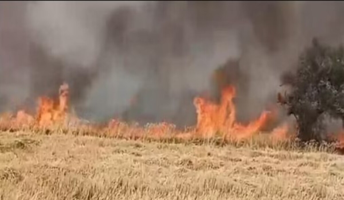 Read more about the article Haryana News: गेहूं के खेत में भीषण आग लगने से किसान की मौत; अन्न का फैलाव सात एकड़ के राज्य में