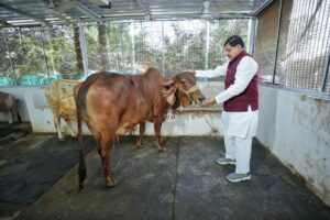 Read more about the article गोवर्धन पूजा पर्व: मुख्यमंत्री डॉ. मोहन यादव ने की गोवर्धन पूजा, गौ-शाला में गायों के साथ गुजारा समय; प्यार से सहलाकर खिलाईं गुड़ और मिठाइयाँ