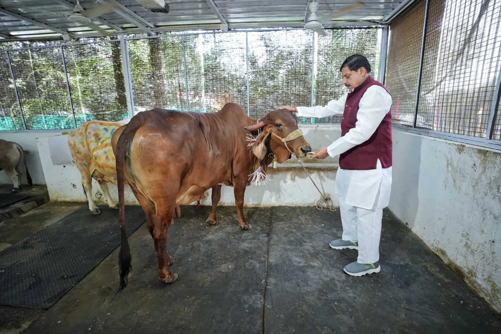 You are currently viewing गोवर्धन पूजा पर्व: मुख्यमंत्री डॉ. मोहन यादव ने की गोवर्धन पूजा, गौ-शाला में गायों के साथ गुजारा समय; प्यार से सहलाकर खिलाईं गुड़ और मिठाइयाँ