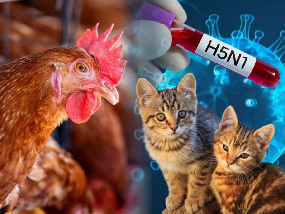 You are currently viewing छिंदवाड़ा में बर्ड फ्लू का कहर! पहली बार बिल्लियों में मिला घातक H5N1 वायरस, प्रशासन हाई अलर्ट; 40 हजार अंडे नष्ट, 500 मुर्गे-मुर्गियां दफनाई गईं