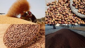 Read more about the article किसानों के लिए बड़ी खुशखबरी, समर्थन मूल्य पर खरीदी के लिए पंजीयन की अंतिम तिथि बढ़ी; अब 21 मार्च तक करा सकते हैं चना, मसूर और सरसों की खरीदी के लिए पंजीयन