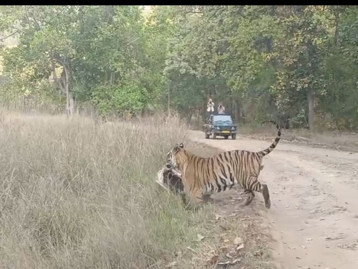 You are currently viewing बांधवगढ़ टाइगर रिजर्व में सजीव शिकार का रोमांच! पर्यटकों के सामने बाघिन ने सांभर को बनाया निवाला, वीडियो वायरल