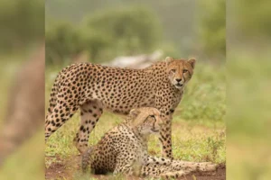 Read more about the article कूनो के बाद अब गांधी सागर में गूंजी चीते की दहाड़! मध्यप्रदेश बना भारत का चीता स्टेट, छोड़े गए दो चीते; मुख्यमंत्री डॉ. यादव ने दी बधाई