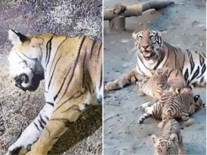 Read more about the article मौत के बाद भी निभाया रिश्ता: मौसी बाघिन ने बहन के बच्चों को 4 साल तक पाला, अब अपनी राह खुद चुनने के लिए उन्हें छोड़ा!