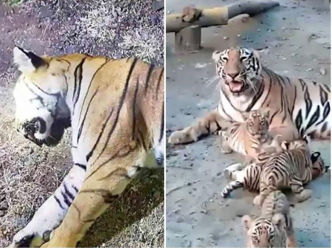 You are currently viewing मौत के बाद भी निभाया रिश्ता: मौसी बाघिन ने बहन के बच्चों को 4 साल तक पाला, अब अपनी राह खुद चुनने के लिए उन्हें छोड़ा!