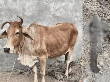 Read more about the article गौवंश की हत्या से दहला पलासी गांव: सुनसान इलाके में मिली कटी गाय, पुलिस ने दो को पकड़ा!