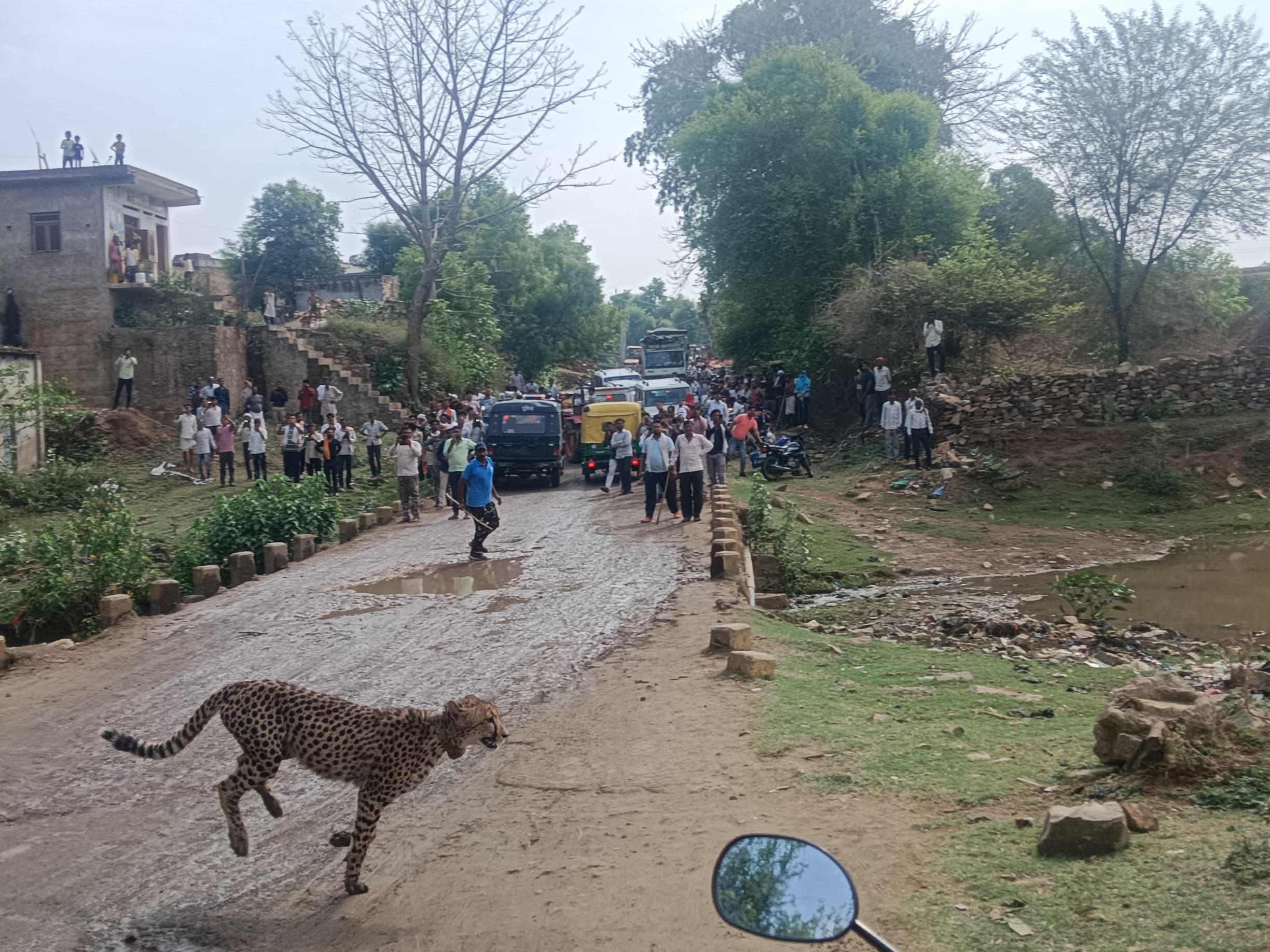 You are currently viewing चीतों के आतंक से थर्राया वीरपुर: ज्वाला और शावकों ने गांव में मचाई सनसनी, एक गाय को बनाया शिकार; बांधवगढ़ टाइगर रिजर्व में दो साल बाद दिखे  सोन कुत्ते, वन विभाग सतर्क!