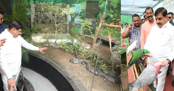 You are currently viewing दुनिया के सबसे बुद्धिमान सर्प को मिला नया घर: CM मोहन यादव प्राणी संग्रहालय के स्नैक पार्क में छोड़ा किंग कोबरा, इंदौर में बर्ड पार्क का भी किया दौरा!