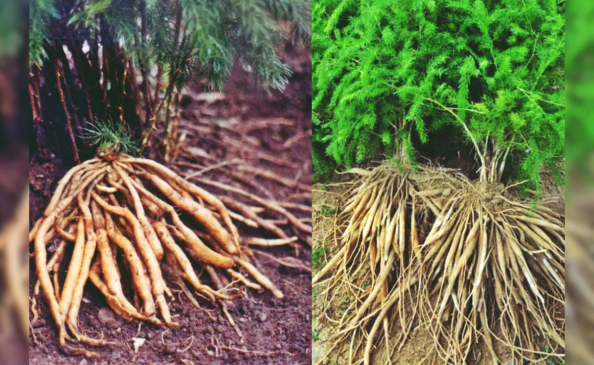 You are currently viewing महिलाओं के लिए वरदान: जानिए कैसे शतावरी PCOS, हार्मोनल असंतुलन और बांझपन में करती है मदद