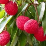 लीची: गर्मियों का सुपरफ्रूट जो बढ़ाए आपकी इम्यूनिटी और हाइड्रेशन!