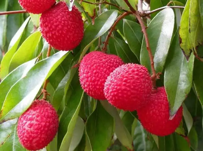 You are currently viewing लीची: गर्मियों का सुपरफ्रूट जो बढ़ाए आपकी इम्यूनिटी और हाइड्रेशन!