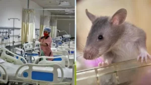 Read more about the article इंदौर के बाद जबलपुर में अस्पताल की बड़ी लापरवाही: मानसिक रोग विभाग में भर्ती 2 मरीजों के पैर चूहों ने कुतरे, परिजन भड़के; डीन बोले- जांच के आदेश दिए!