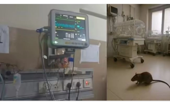 Read more about the article चूहों ने ली मासूमों की जान: पेस्ट कंट्रोल कंपनी हटाई, सुपरिटेंडेंट को मिली सख्त जिम्मेदारी; अब हर दिन देनी होगी ‘कितने चूहे पकड़े गए’ की रिपोर्ट!