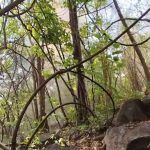 सुकमा में IED ब्लास्ट, महिला आरक्षक घायल, जवानों ने गोगुंडा पहाड़ी में सर्चिंग की तेज