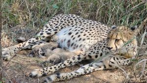 Read more about the article कूनो नेशनल पार्क में अफ्रीका से आई मादा चीता ‘गामिनी’ ने 3 शावकों को दिया जन्म, CM मोहन यादव ने पोस्ट कर दी जानकारी