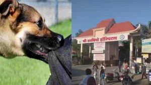 Read more about the article इंदौर में कुत्ते का आतंक! 10 घंटे में 42 लोगों को काटा, नगर निगम की टीम से मांगी मदद, जबाव मिला- अतिक्रमण हटा रहे